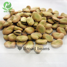 Golden supplier of dry Fava Beans /Broad Beans in shell 50-60